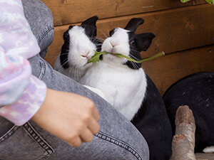 Kaninchenstall (Triemli)